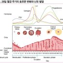 그녀'의 소중함을 지키는 약 머시론정 이미지