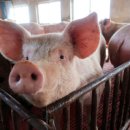 파주농장 이미지