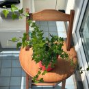 차미 | 아이비 키우기 (1) : 아이비 종류 비교 : 실버차미 | 달마시안 | 드림캣츠 차이와 키우기 후기