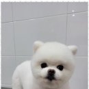 멍멍살롱 이미지