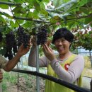 김옥자농장 이미지