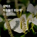 삼백초 이미지