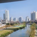 온천천4지구(연산교~안락교 ) 제2운동시설 | 부산 온천천 벚꽃길 산책 실시간 개화 현황