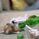 우리집 강아지 이미지