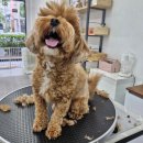 뽀짝뽀짝 애견 미용실 이미지