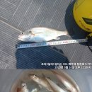 16일 부산 배낚시 해운대 선상낚시 바다낚시 이미지