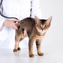 엘동물의료센터 이미지