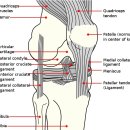Functionalproblemsassociated with the knee—Part two: Rehabilitation fundamentals for common knee conditions. 크레이그 리벤슨 이미지