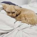 동그라개 이미지