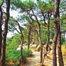 소나무숲 - 강릉시 독송길110번길 34 | 소나무숲