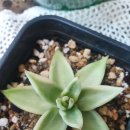 주성농장 이미지