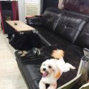 애니몰하우스 이미지