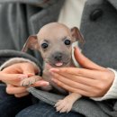 부산강아지분양 미유펫 이미지