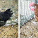 큰나무집 궁중약백숙 이미지