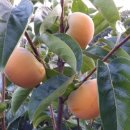 청우농장 이미지