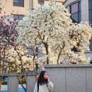 가회동주민센터화장실 | 아이들과 창덕궁 매화보고 가회동 안국 종로 나들이