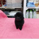 맹구와 땡칠이 이미지