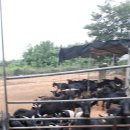 솔염소농장 이미지