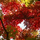 멘델스존. 무언가, Op.109 ㅣ 협주적 변주곡, op.17 (오감(五感)을 열어 순간을 포착하라)팔공산 단풍
