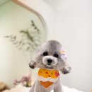 아꼬아 펫 살롱 이미지