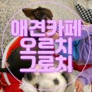 오르치그로치 | (안산) 애견카페 오로치그로치 방문후기