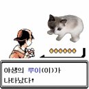 루이 중성화 수술 후기 회복 과정