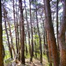 기룡산 등산로4 | 영천: 부약산,시루봉,보현산.