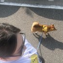 헬로우댕댕 | 2025 댕댕런 in 대전