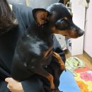 행복나눔동물병원 이미지