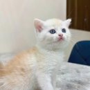 대전 고양이분양 퍼스트캣 대전점 이미지