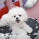 꿈꾸는강아지 | 대전 유성구 애견미용 '꿈꾸는강아지' 비숑 몽실이의 귀툭튀컷 &amp; 프리미엄 머드팩 관리 후기!