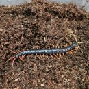 제로렉 | 제로매니아 지네 경매후기 (자바블랙 레드렉)