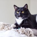 양천종합동물병원 이미지