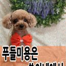 쑝이네 애견샵 이미지