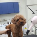 오늘도이쁘개 이미지