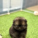 광주 강아지분양 고양이분양 어반펫 광주본점 | 광주강아지분양 장모치와와 입양 절차 후기