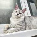 블루나쿤(BLUNACOON) 이미지