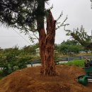 사리농장 이미지