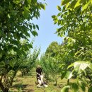 보성농장 이미지