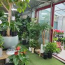 보라꽃화원 이미지