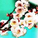 분홍소리
