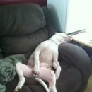 초은한우 이미지