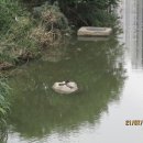 오리한마리 이미지