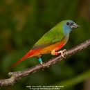 청홍조(The Pin-tailed Parrotfinch)사육방법 이미지