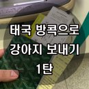 BICHON KOREA | 한국에서 태국으로 강아지 보내기 1탄 [방콕으로 강아지보내기]