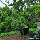 광령귤나무 이미지