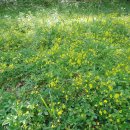 사시골천 이미지