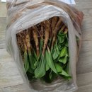 명이나물(산마늘) 봄모종,가을종근,저렴판매 이미지