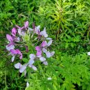 금배농장 이미지