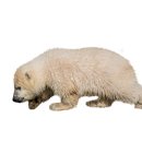 아기염소 이미지